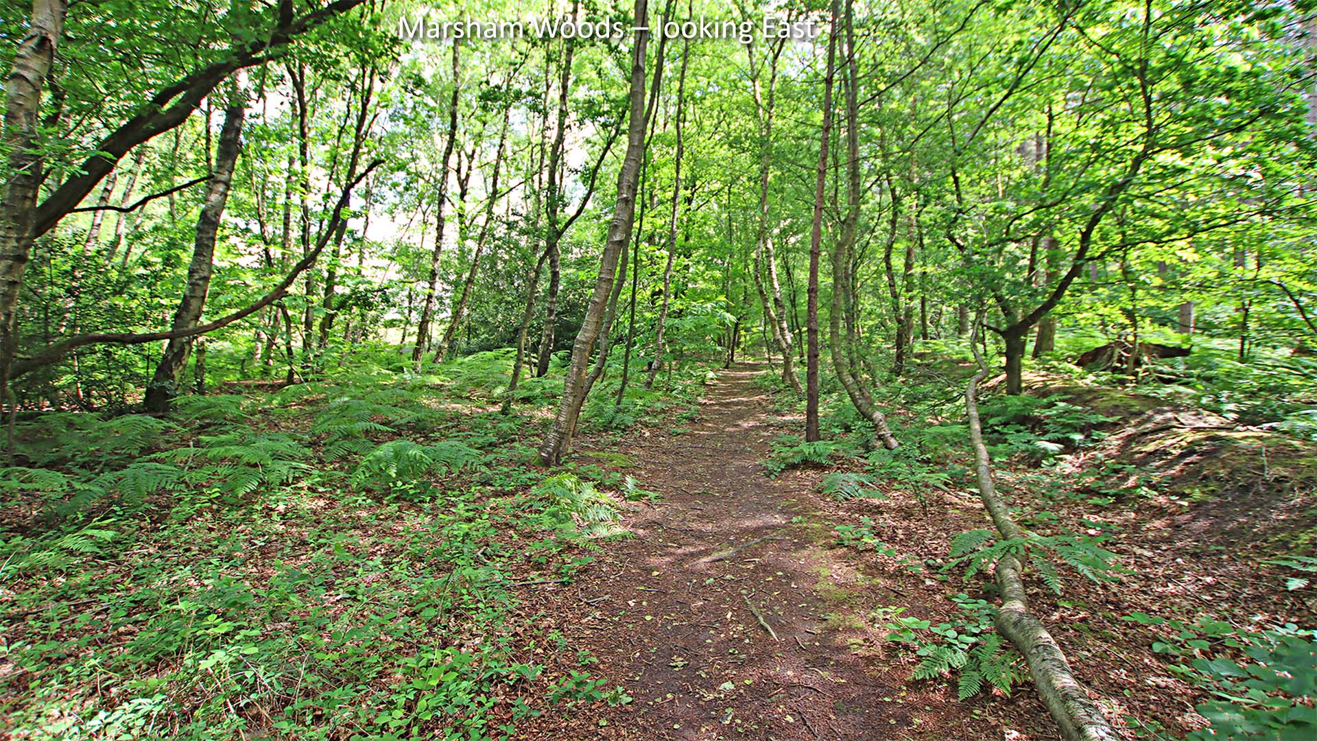 marsham east