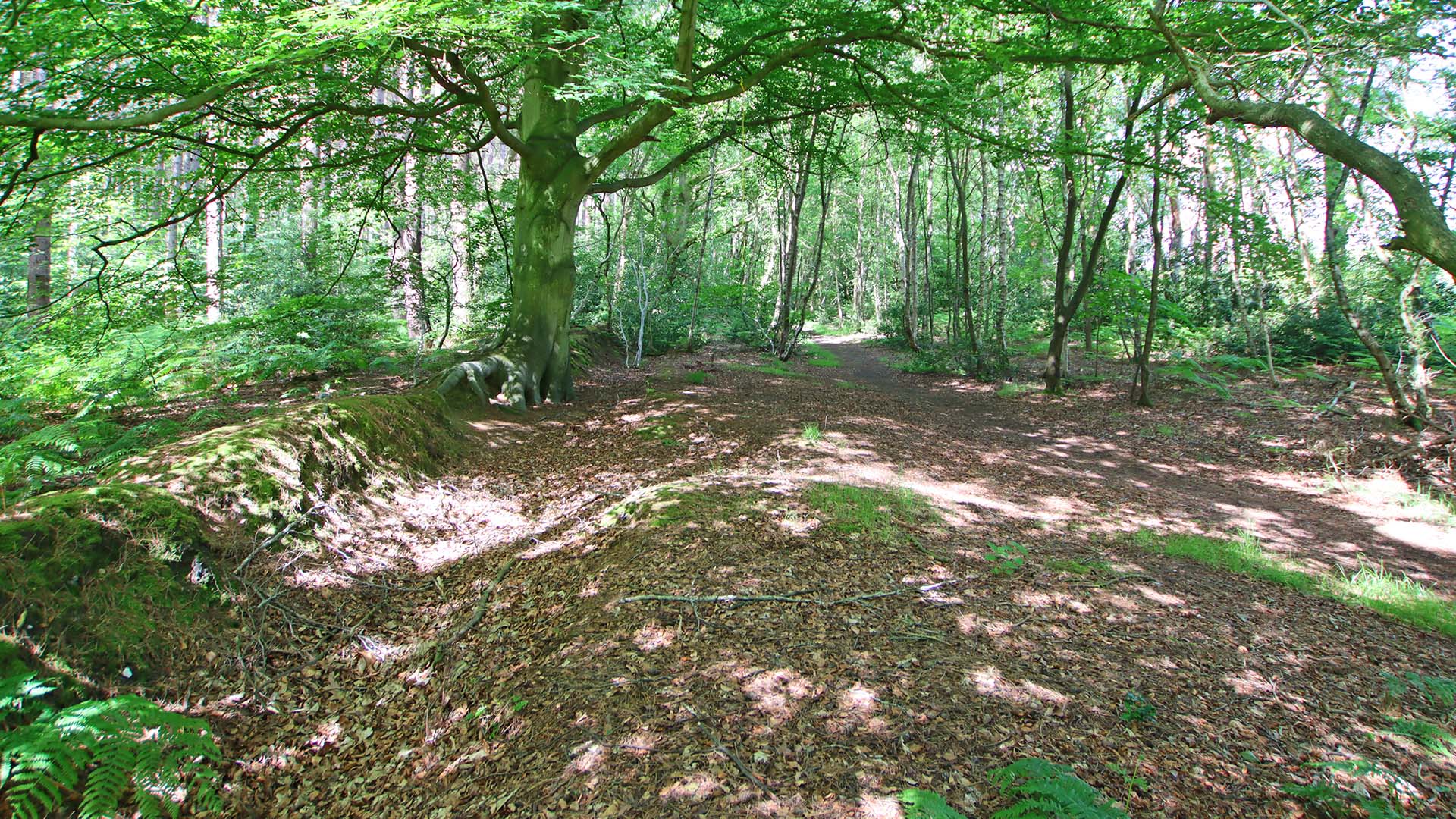 narsham woods